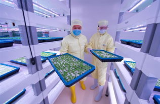 探訪中科三安植物工廠 揭秘未來農業(yè)的高科技藍圖
